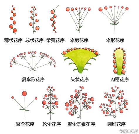 傘狀花序